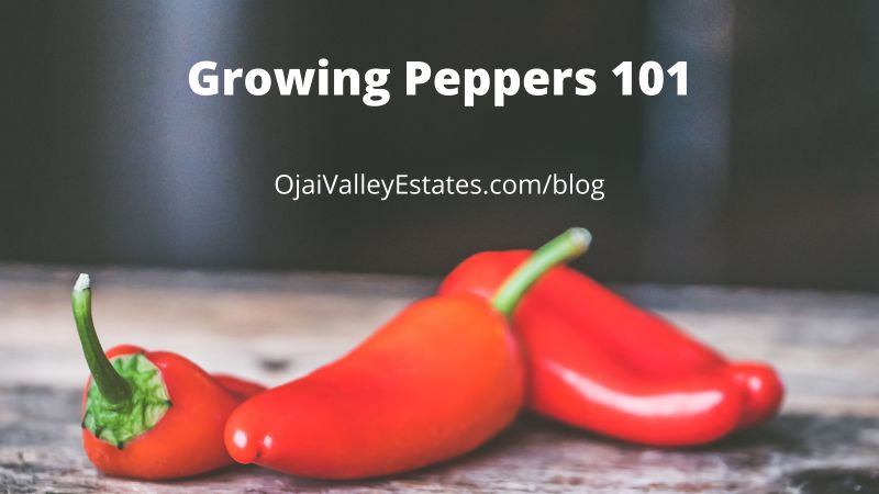 growing peppers