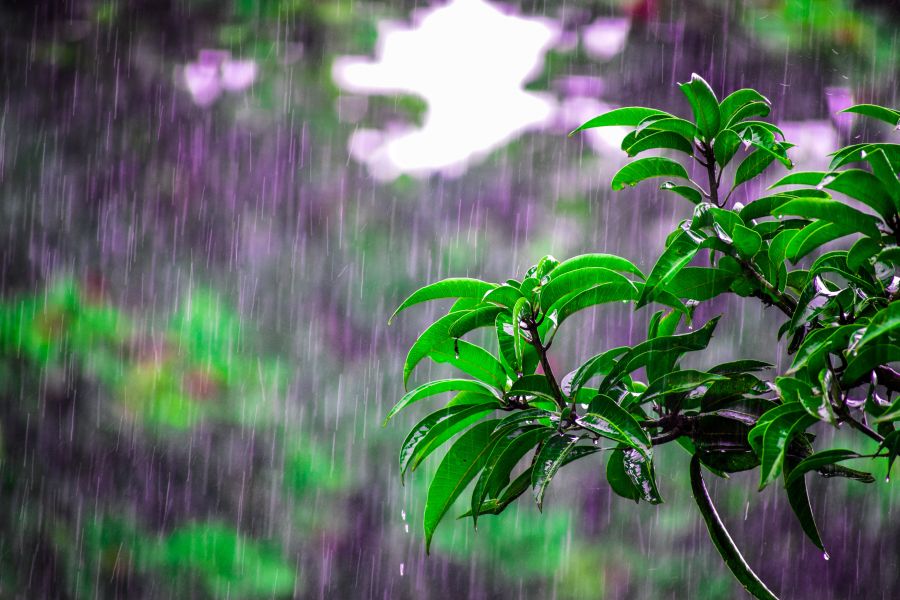 rain on plants