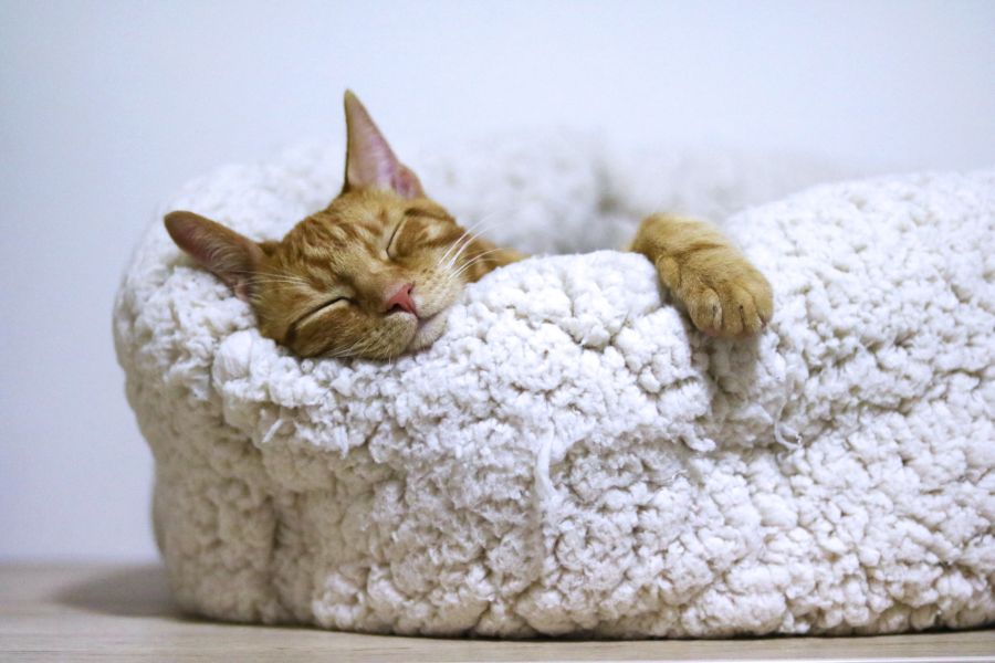 Cat Sleeping in Bed