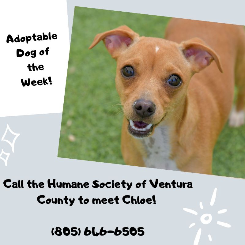 Human Society of Ventura County Adopt Dog