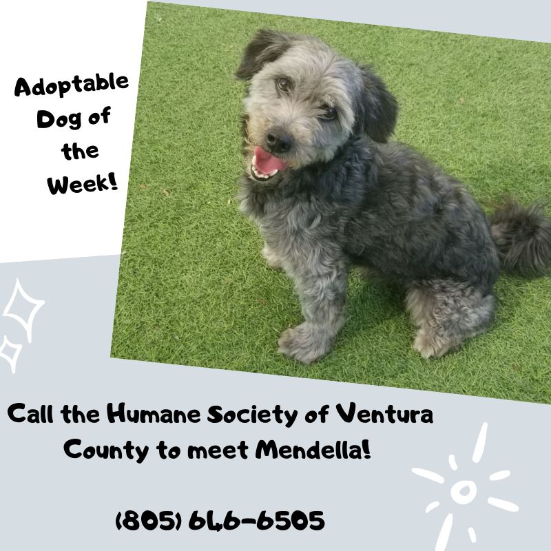 Ventura Adopt Dogs Humane Society