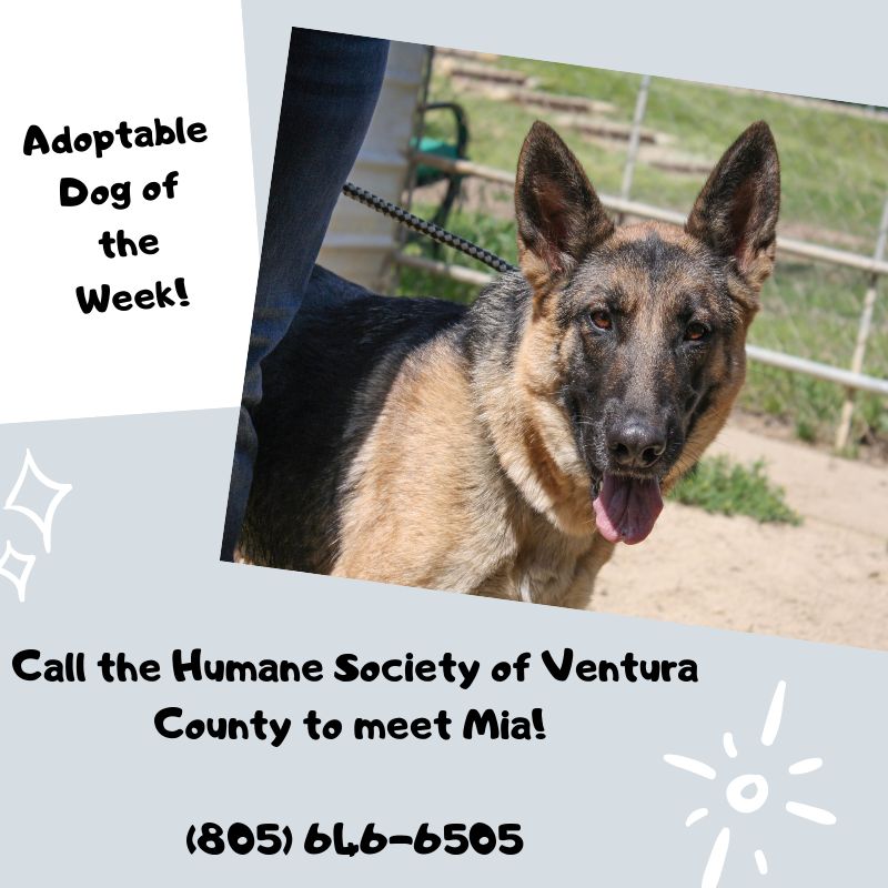 Adopt Dog Ventura County Humane Society