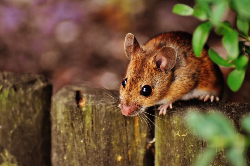 mouse on fence