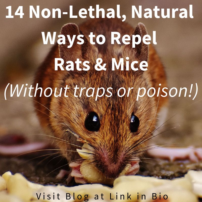 Repel Rats and Mice Naturally